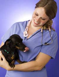 Neutering Options For Rescue Pets