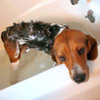 Flea Treatments For Rescued Pets