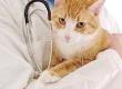 Microchipping and Neutering a Rescue Cat