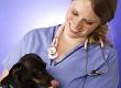 Neutering Options for Rescue Pets