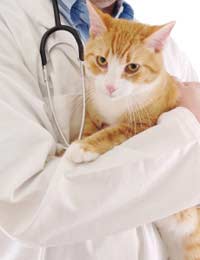 Microchipping And Neutering A Rescue Cat
