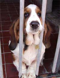 Adopt A Dog Rescue Centre Animal Shelter