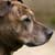 Questions to Ask Before Adopting a Dog