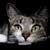Questions to Ask Before Adopting a Cat
