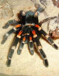 How To Adopt Exotic Pets
