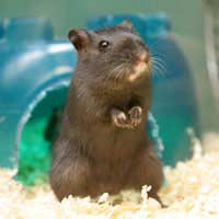 Essential Equipment Required When Adopting Small Pets