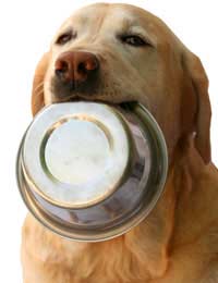 Ideas For Items To Collect And Donate To Rescue Centres