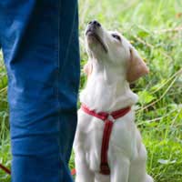 Training A Rescue Dog